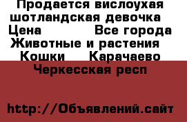 Продается вислоухая шотландская девочка › Цена ­ 8 500 - Все города Животные и растения » Кошки   . Карачаево-Черкесская респ.